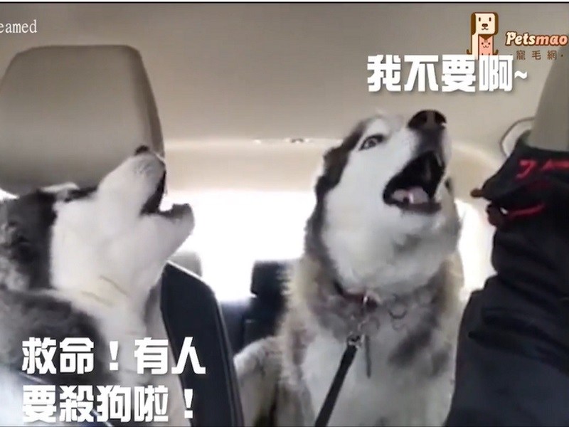 以為出門去玩玩　得知是去醫院時月月們大崩潰！（圖／寵毛網）