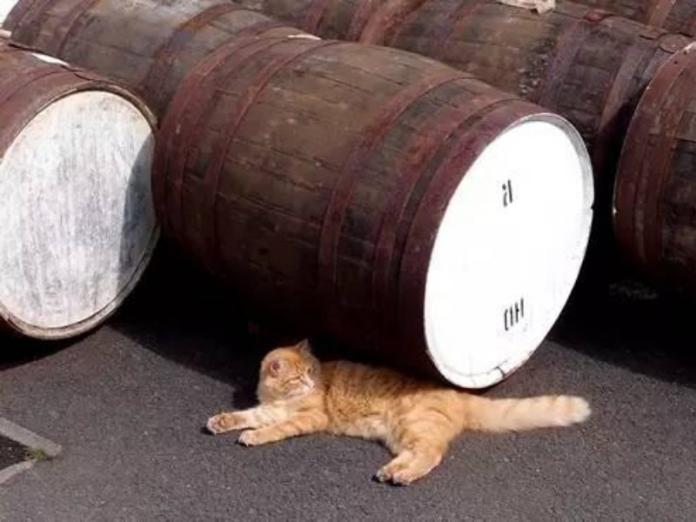 竟然有「威士忌貓」？　原來是這個由來（圖／寵毛網）