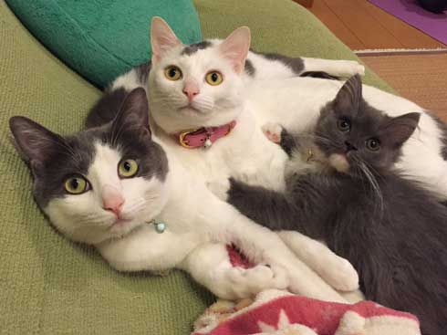 小時候二隻貓哥哥小安和小山都很照顧酷醬。