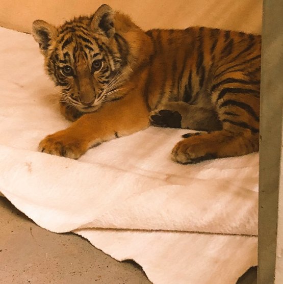 小老虎現在待在動物園裡，情況良好；但令人哀傷的是，牠從此再也無法回到媽媽的身邊，和家人一起生活在野外了。