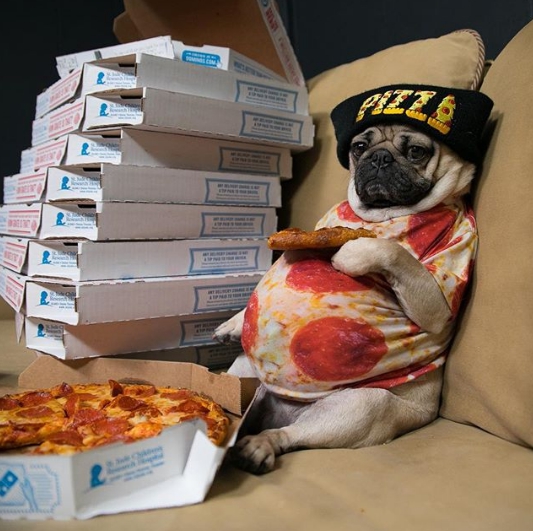 犬界流行天王「Doug」吃這麼多pizza也只是小case而已（大誤）。