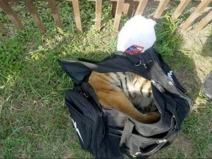 偷渡客被發現丟下行李落跑　巡邏隊員打開袋子竟發現一隻小老虎！（圖／寵毛網）