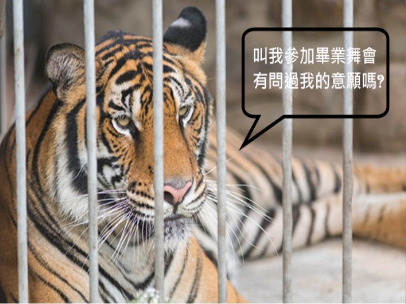 畢業舞會請來老虎當嘉賓　家長怒批「你有問過老虎牠願意參加嗎？」（圖／寵毛網）