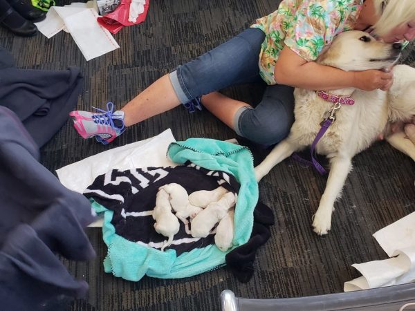 在大家的幫忙之下，伊莉順利地生下了八隻可愛的狗寶寶！