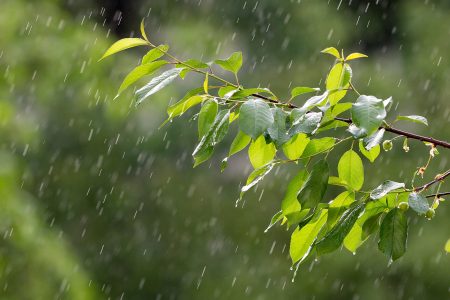 穀雨是春天的最後一個節氣。（圖／pixabay）