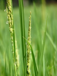 稻穀長出細芒。（圖／維基百科）