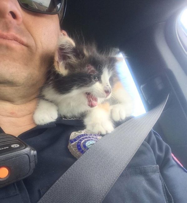 葛瑞警官獲報有人在高速公路上停車，他過去關心狀況，原來是熱心的一家人正在援救一隻被拋出車外的小貓。