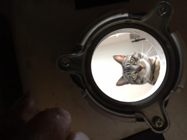 房東在底下修水槽，貓咪好奇地探頭看，好像在說：「你在底下幹嘛啊？」