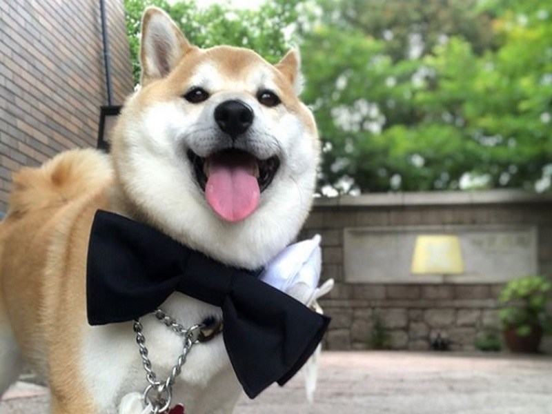 柴犬婚禮上負責送戒指　結果竟跑給新郎追！（圖／寵毛網）