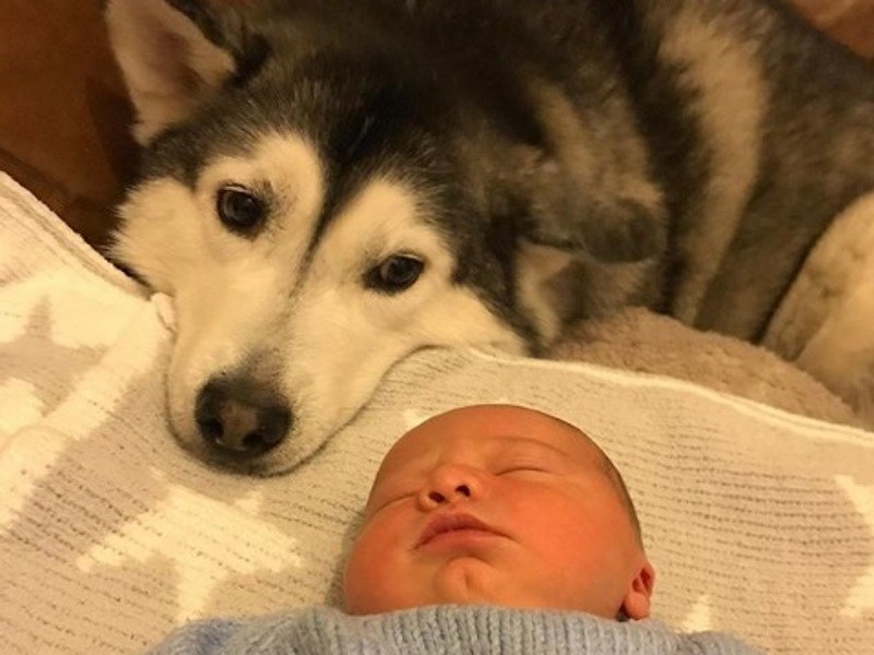 英國二隻佛系月月好個性　陪伴小主人互動超有愛！（圖／寵毛網）