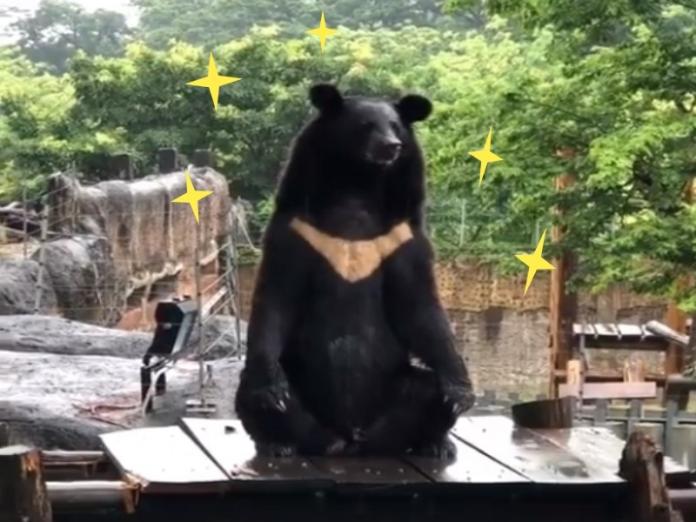 壽山動物園網紅黑熊「波比」　竟化身成為「佛系黑熊」
