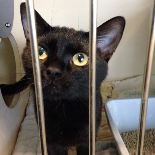 這隻可愛又聰明的黑貓叫做Mikita，個性親人的牠在TNR後，被送到Harmony House for Cats的收容所，因為工作人員評估牠非常適合擁有溫暖的家，但不知是否緣分未到，在收容所待了六個月都無人收養。
