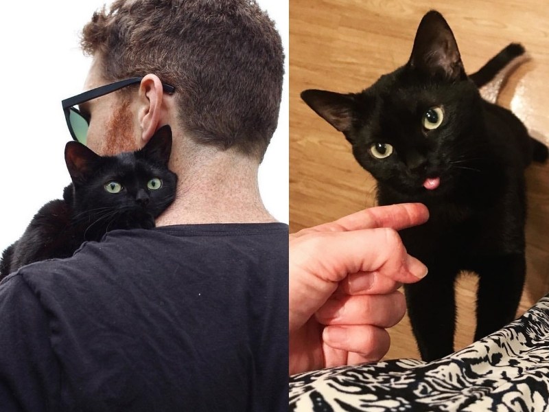 收容所黑貓乏人問津　乾脆下海躺大腿馬上順利被收編（圖／寵毛網）