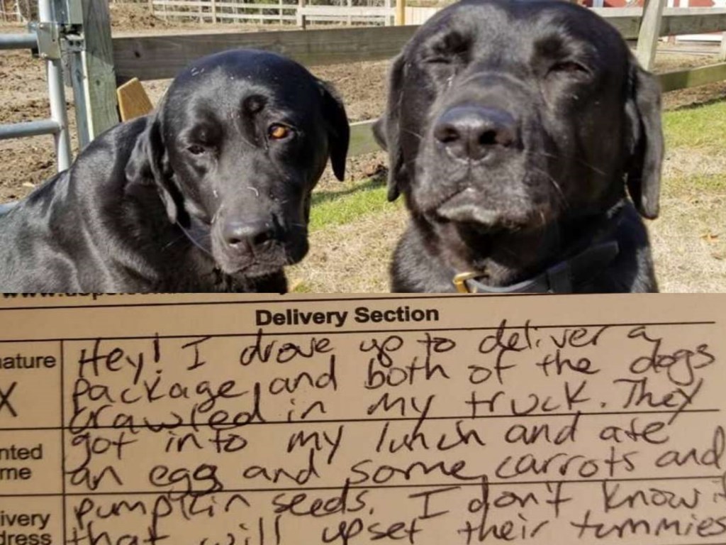 午餐被狗狗吃掉！狗主人向郵差道歉還送上禮物卡（圖／寵毛網）