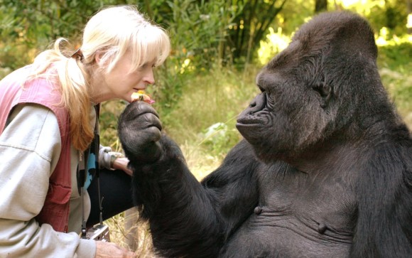 大猩猩可可和派特森博士。（圖／http://karapaia.com）