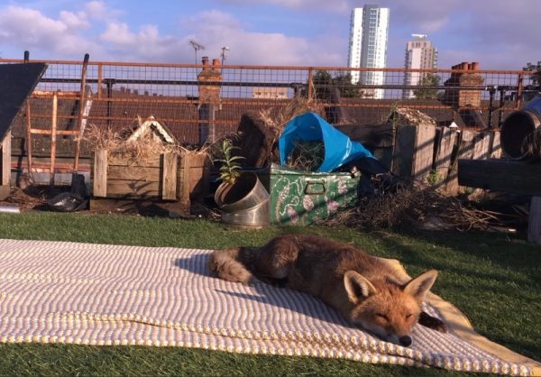 英國演員湯姆貝爾在自家屋頂曬太陽時，突然有一隻狐狸加入！