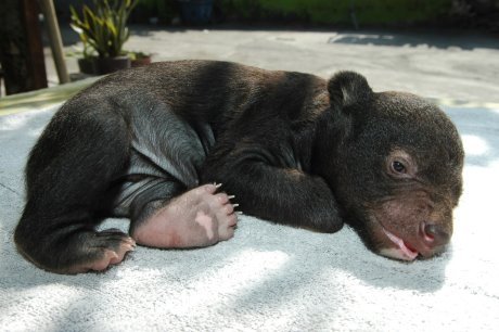 黑熊波比小時候的可愛模樣。