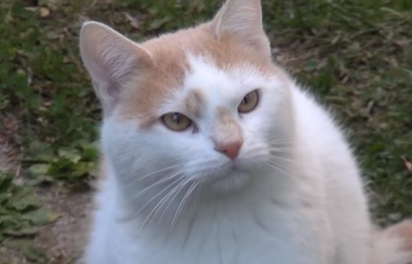 達太安和其他六隻貓咪一起生活在一個超舒適的貓咪庭園裡。