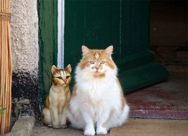 目前金氏世界紀錄裡，最長壽的貓咪是一隻叫做奶油泡芙的貓，38歲。