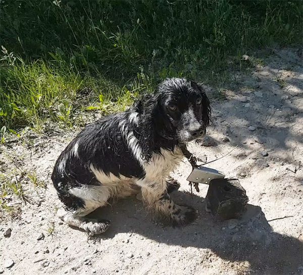 一名立陶宛女子奧卓拉一天開車經過一處河邊時，發現了一隻濕淋淋的狗狗。
