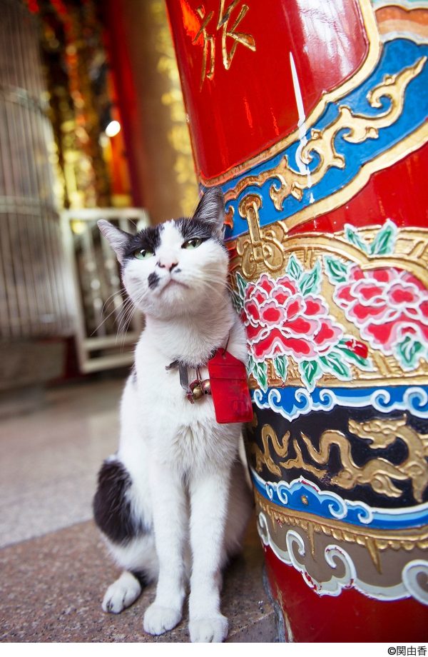 超可愛賓士貓與鮮豔的廟宇梁柱圖騰合影。