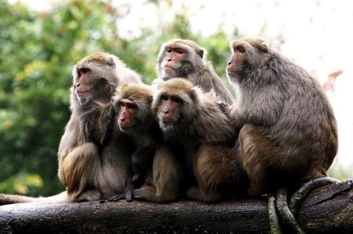 ▲農委會決定將台灣獼猴從保育類野生動物調降為一般類。（台北市動物園提供）中央社資料照