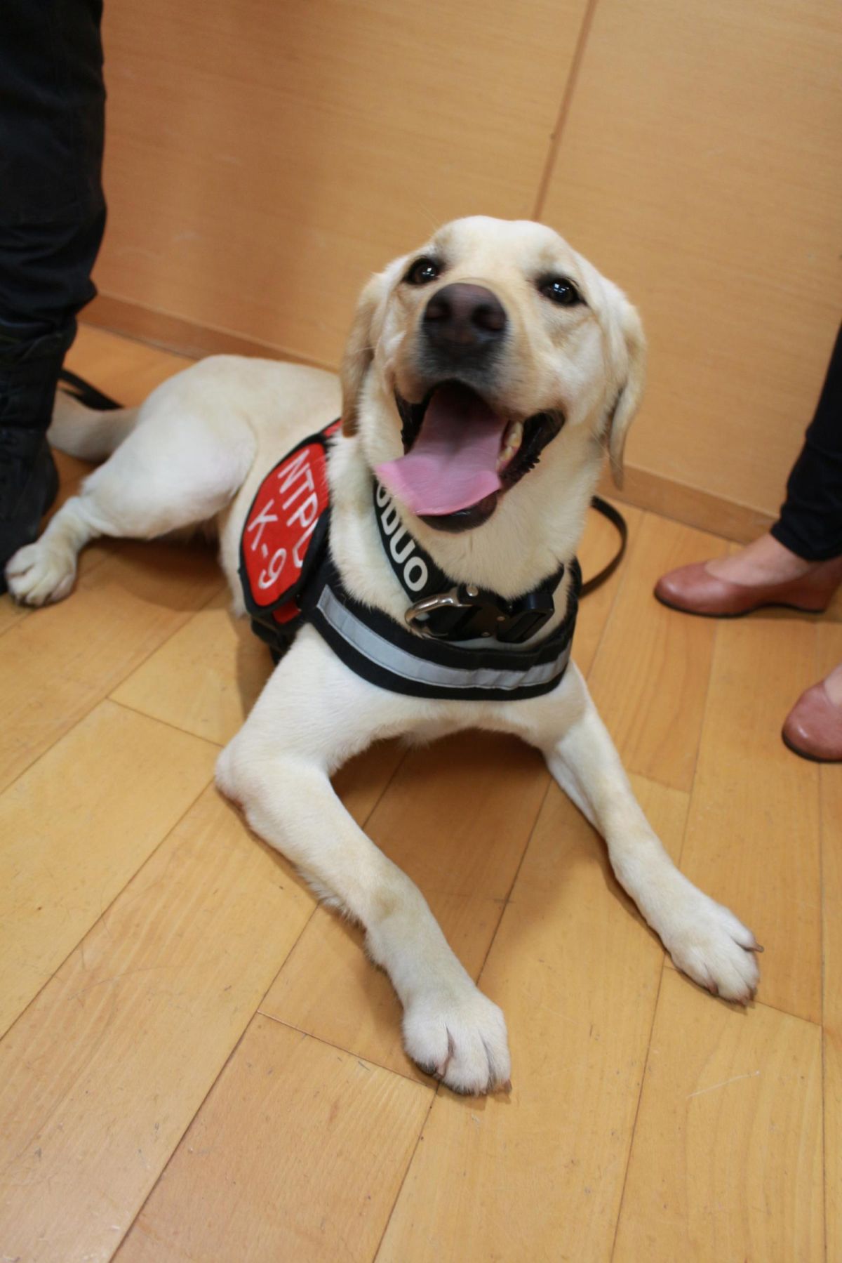 ▲新北警犬隊的拉不拉多犬「多多」將在「新北汪YOU  全民反毒」展中示範毒品偵蒐。（圖／新北市衛生局提供）