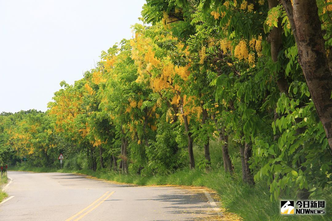 ▲彰化縣東螺溪阿勃勒正值花期，今年大盛開，黃色的五瓣小花一串串猶如風鈴般搖曳，風一吹花瓣片片飛落，就像落下黃金雨相當浪漫。（圖／記者陳雅芳攝，2018.06.03）