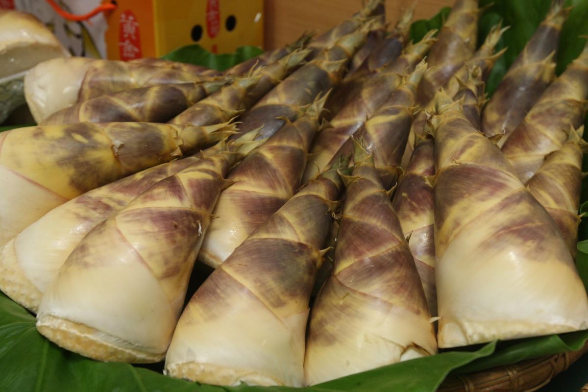 ▲每年6至9月是「新北健康三寶-綠竹筍」盛產季節。（圖／新北市農業局提供）