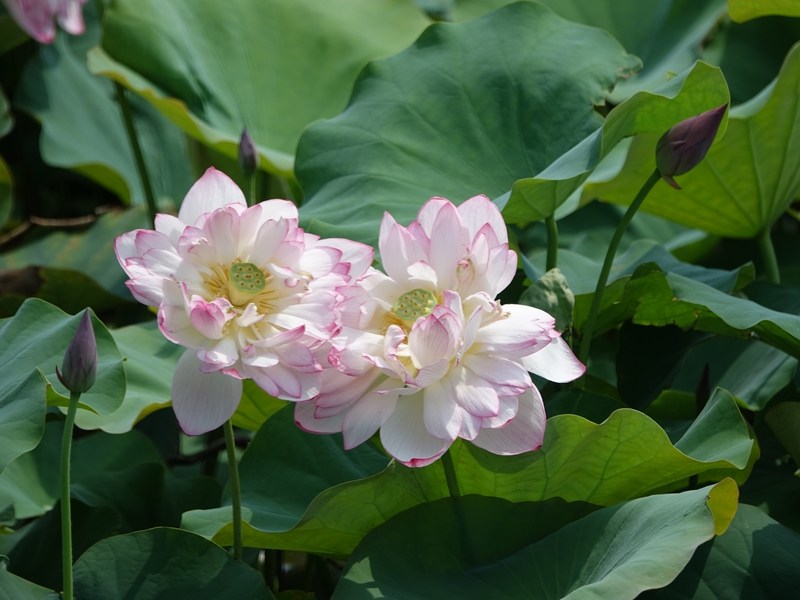 ▲新北市金山清水農地蓮花逐漸綻放，歡迎民眾前往賞花。（圖／新北市金山區公所提供）