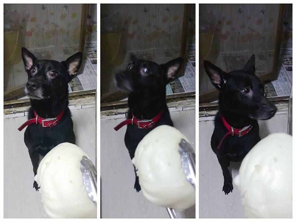 ▲網友在好市多買了某個品牌的鮮肉包，竟超難吃，連貪吃的愛犬都露出驚恐表情。（圖／翻攝自臉書社團《Costco 好市多 商品經驗老實說》 , 2018.06.08）