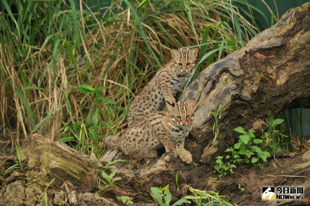 ▲台中市政府為保育石虎，擬訂「台中市石虎保育自治條例」（圖／市政府提供, 2018.6.11\\)