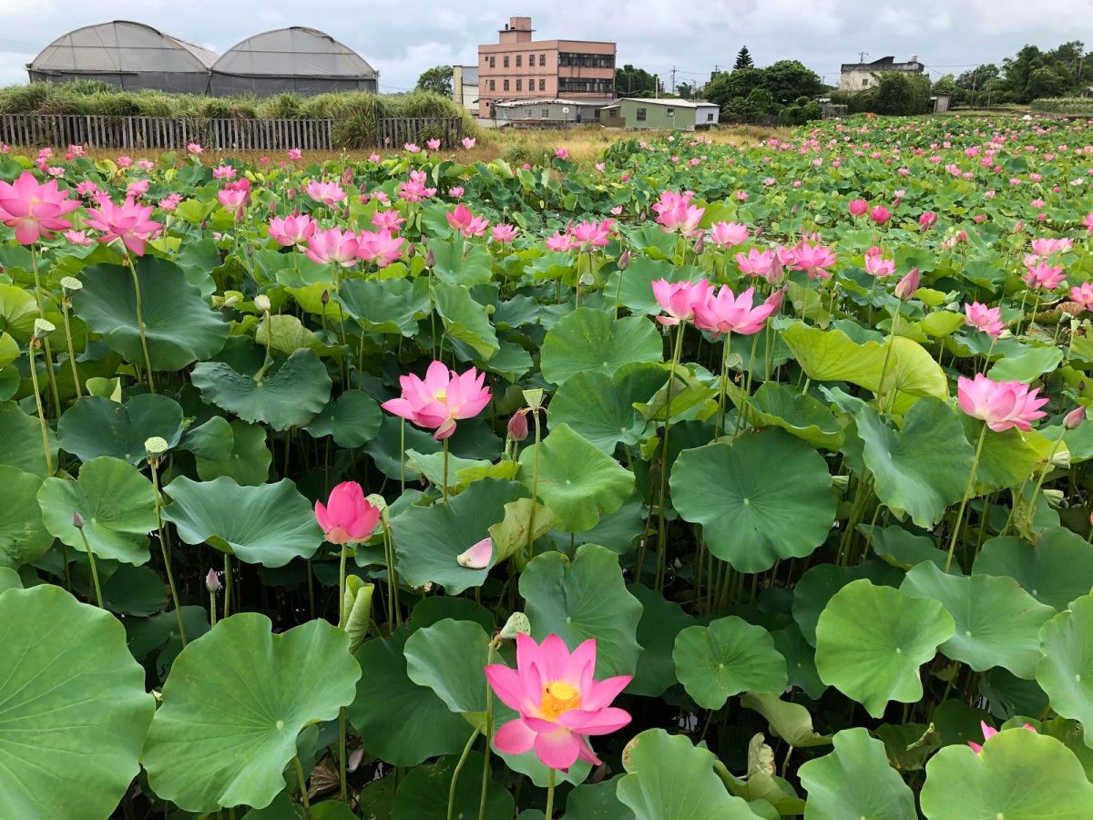 ▲新北市淡水、金山、雙溪、三峽、三芝等地荷花陸續綻放，預計花期到7月，歡迎民眾來賞花。（圖／新北市農業局提供）