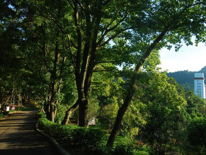▲漫步在東勢林場森林步道，是許多民眾選擇的避暑場所。（圖／東勢林場提供2018.6.13）
