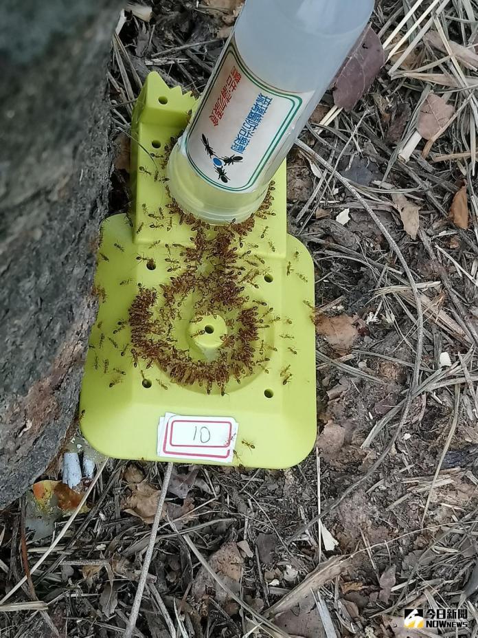 高美濕地出現黃瘋蟻　中市農業局籲勿碰餌劑器
