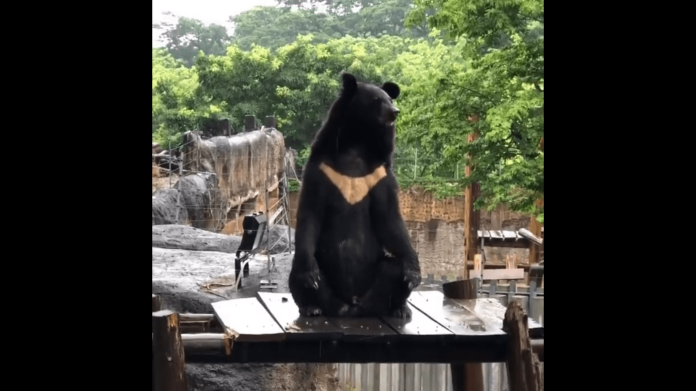 ▲壽山動物園昨（ 14 ）日上傳台灣黑熊「波比」盤腿打坐的影片，網友直呼「工讀生鐘點費好難賺」。（圖／翻攝自壽山動物園臉書粉絲團）