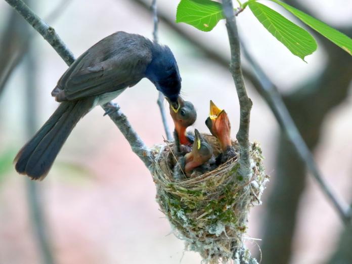 ▲雪霸人員將兩隻落巢幼鳥放回巢中，並見證黑枕藍鶲一次成功孵育的過程。（圖／潘振彰攝、雪霸處提供）