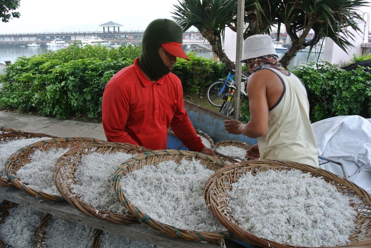 ▲新北市農業局公告現在已經進入魩鱙漁業禁漁期，違反規定最重可開罰15萬元。（圖／新北市農業局提供）