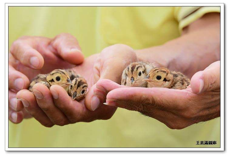 ▲拍鳥俱樂部鳥友在沙崙農場解救四隻環頸雉雛鳥。（圖／拍鳥俱樂部王小姐提供，2018.06.23）