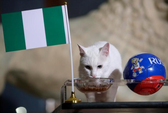 梅西哭哭？俄國「神貓」預測未失手　這次牠選奈及利亞贏
