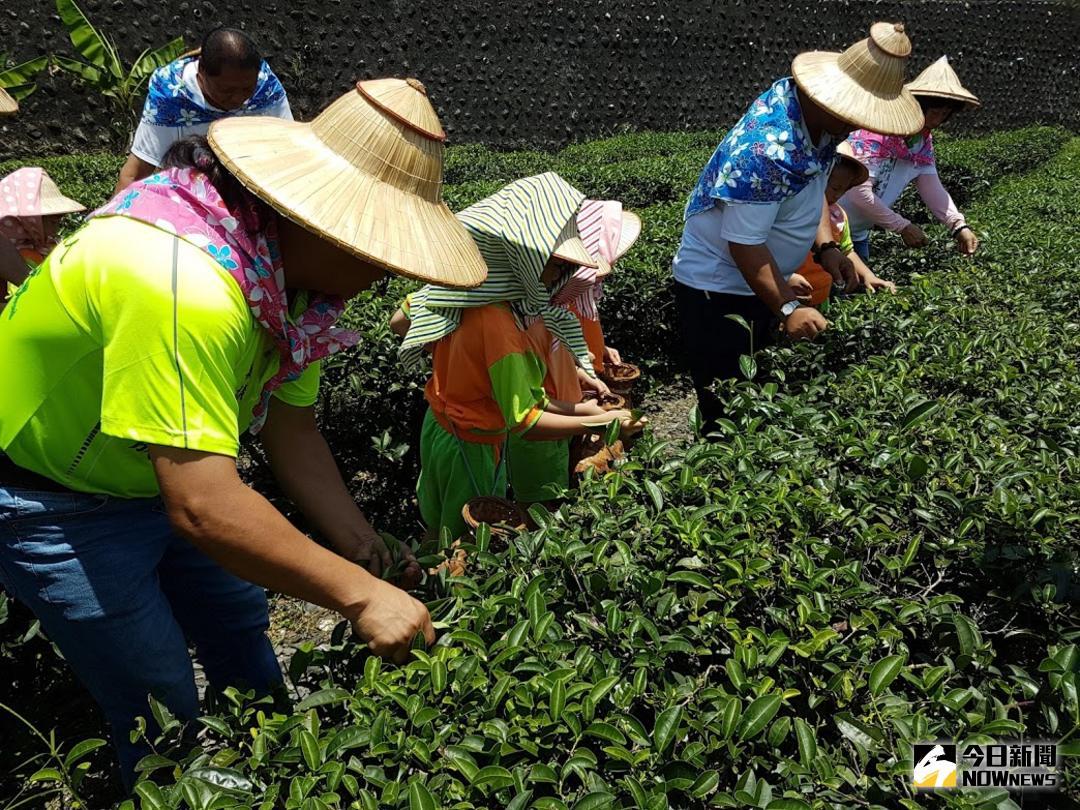▲全國紅茶競賽7月7日在冬山鄉舉行，主辦單位冬山鄉公所今天舉行記者會安排採茶體驗。（圖／記者李清貴攝 , 2018.06.28\\)