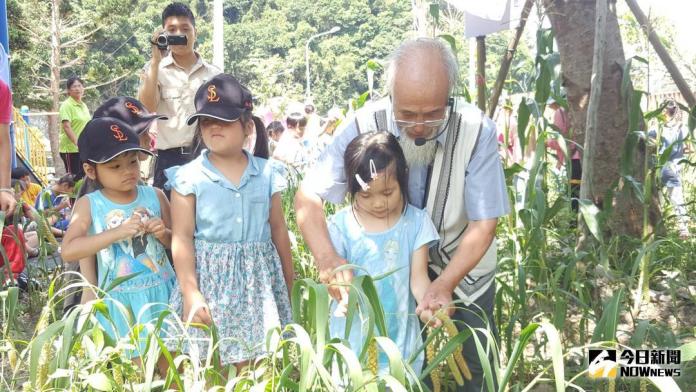 ▲新樂國小學童採收自己種下的小米，在課程體驗中傳承泰雅族文化。（圖／高文良提供 , 2018.06.28）