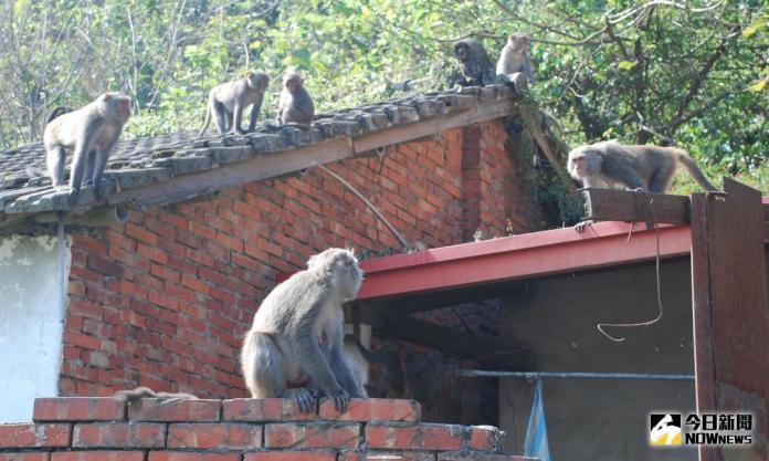 台三線林內段數十隻台灣獼猴　命運多舛

