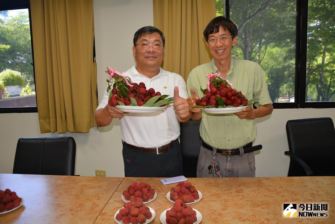 ▲嘉義分所楊宏仁所長\\(左\\)、張哲瑋主任\\(右\\)介紹台農5號紅寶石荔枝的特點。（圖／記者郭政隆攝影2018.6.29）