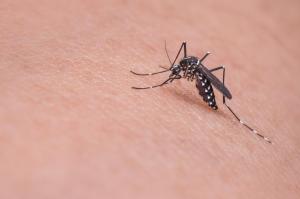 ▲一名網友提問「睡覺對付蚊子最有效的方法？」結果許多人一致狂推「1神器」，大讚「最一了百了」。（圖／取自Pixabay）