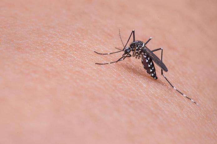 ▲透過基因改造，可以讓蚊子越是交配就越走向滅亡。（圖／取自Pixabay）