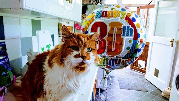 英國橘白貓「小石頭」日前歡慶30歲生日，雖然還不是世界最長壽的貓咪，但牠元氣十足的精神模樣，還是令人感到訝異！