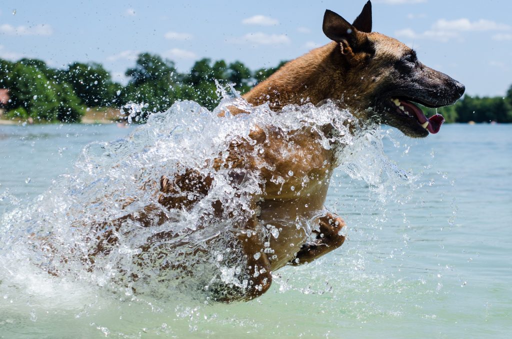 狗狗總是忍不住衝往水裡玩（圖／pixabay）