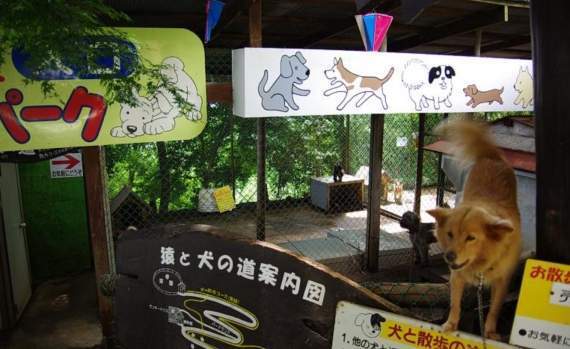 類似於動物園的可愛動物區，東筑波烏托邦自然動物公園」直接設立狗的專區。