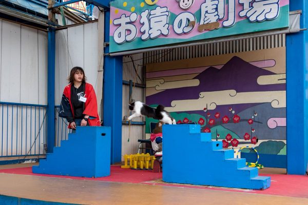 動物園唯一僅有的猴子戲劇，開場會由貓咪登場。